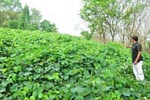 Cherukutty Sons Mucuna Bracteata Gallery
