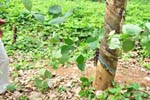 Cherukutty Sons Mucuna Bracteata Gallery