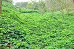 Cherukutty Sons Mucuna Bracteata Gallery