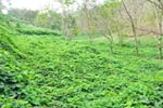 Cherukutty Sons Mucuna Bracteata Gallery