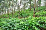 Cherukutty Sons Mucuna Bracteata Gallery