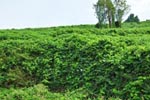 Cherukutty Sons Mucuna Bracteata Gallery