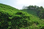 Cherukutty Sons Mucuna Bracteata Gallery