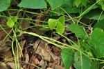 Cherukutty Sons Mucuna Bracteata Gallery