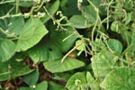 Cherukutty Sons Pueraria Javanica Gallery